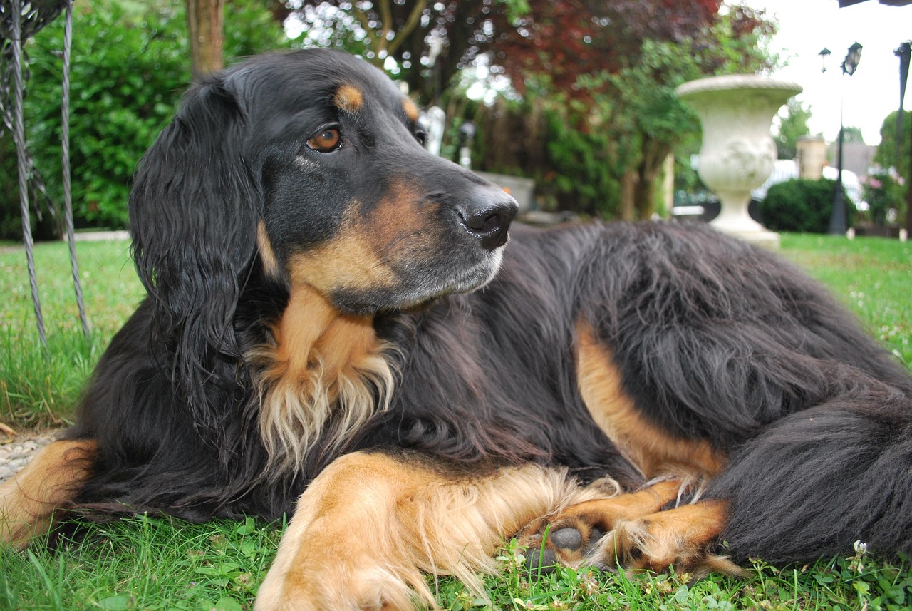 十大忠诚猛犬排行榜2025特别新排名前十名分析