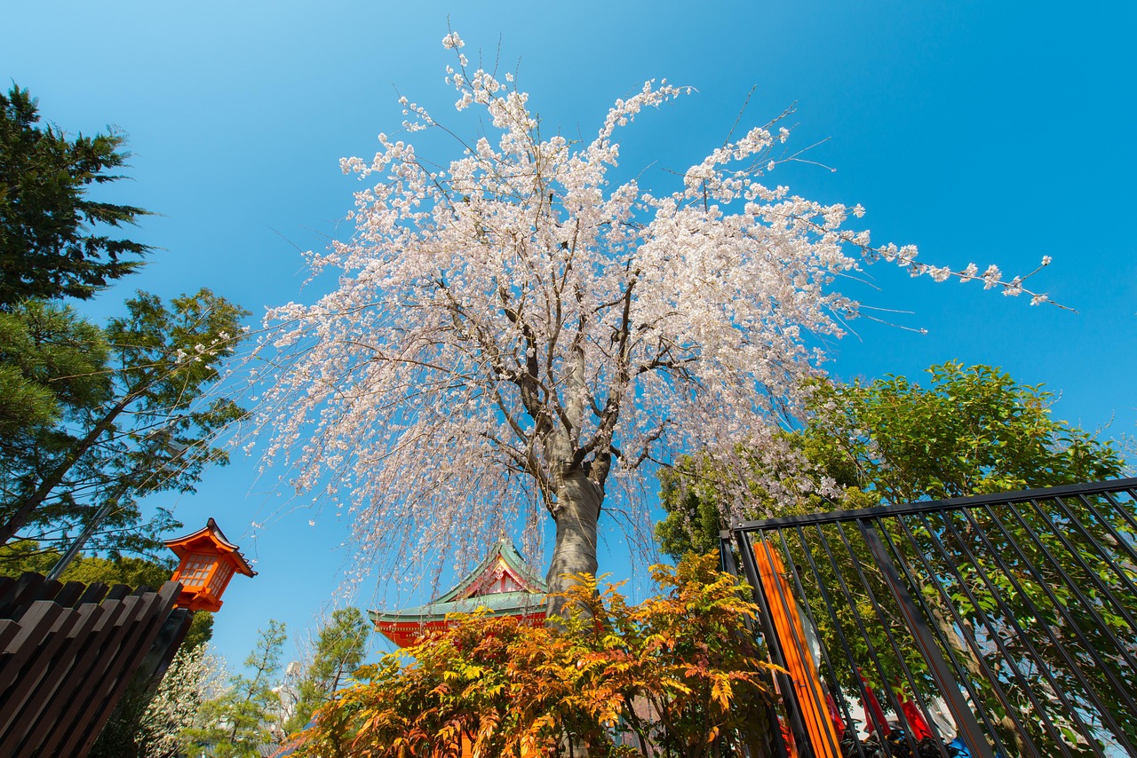 日本樱花最美的十个地方 日本樱花最美的十个地方