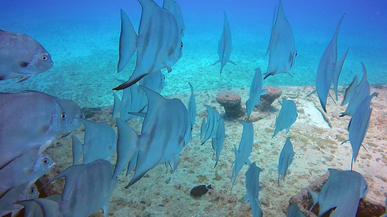海洋中最多的生物TOP102025年排行榜前十名榜单出炉